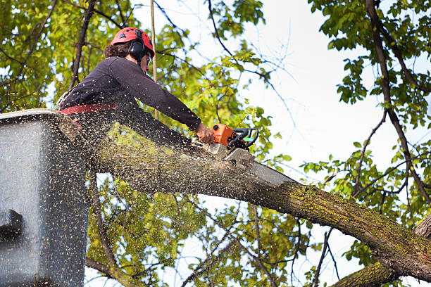 Mulching Services in Lebanon, IN